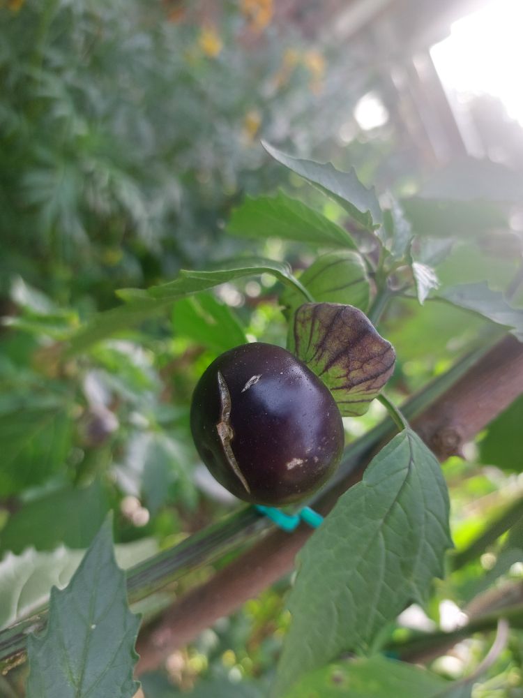Tomatillo that's been growing outside of its husk, now with a small crack along the bottom. Nooo