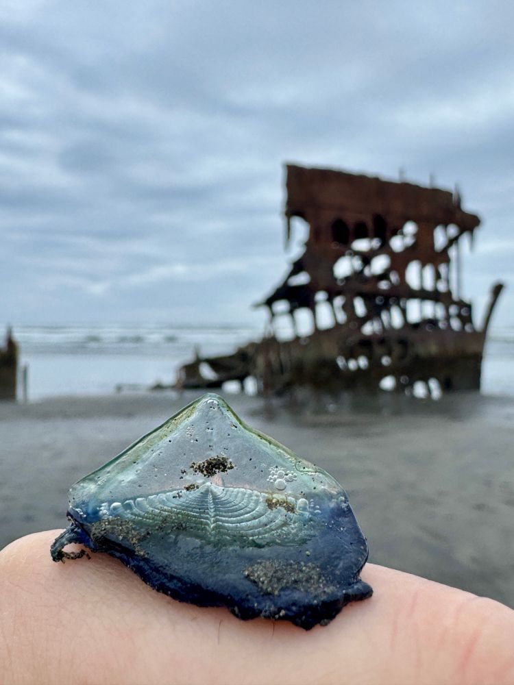 Photo from the beach in Astoria, Oregon. In the foreground, a blue jellyfish call by-the-wind sailor, in the background the Wreck of the Peter Iredale, a hulking mass or rusted iron firmly stuck in the sand.