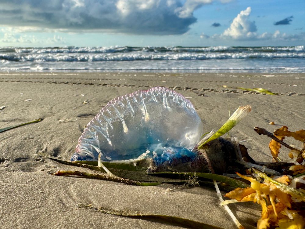 A Portuguese man o war stranded on a sandy beach with the ocean in the background