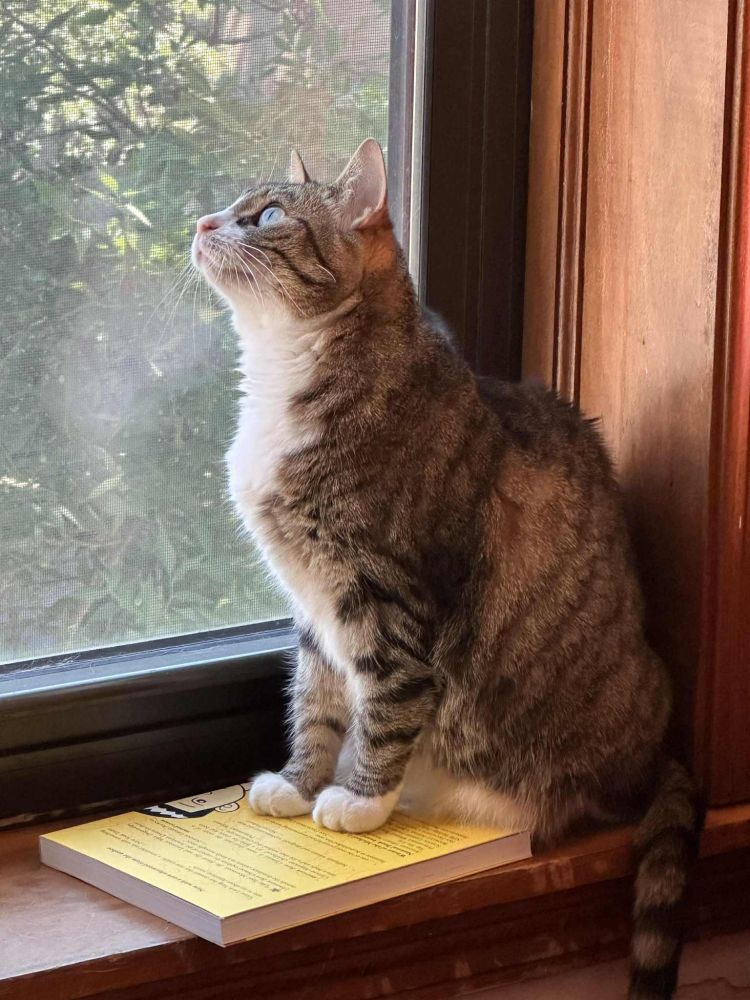 A brown and white tabby cat sitting in a windowsill, looking angelically at the birds she's fixing to murder. 