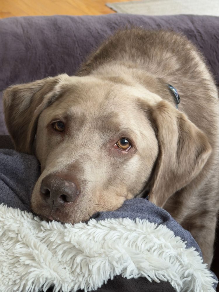 A grey Labrador dog doing her best “what if WAS for puppies” request face: she’s sitting on her dog bed with her head resting on an ottoman covered in blankets, to better direct pleading eyes at the humans (who were eating raisins, which are not Dog Safe)
