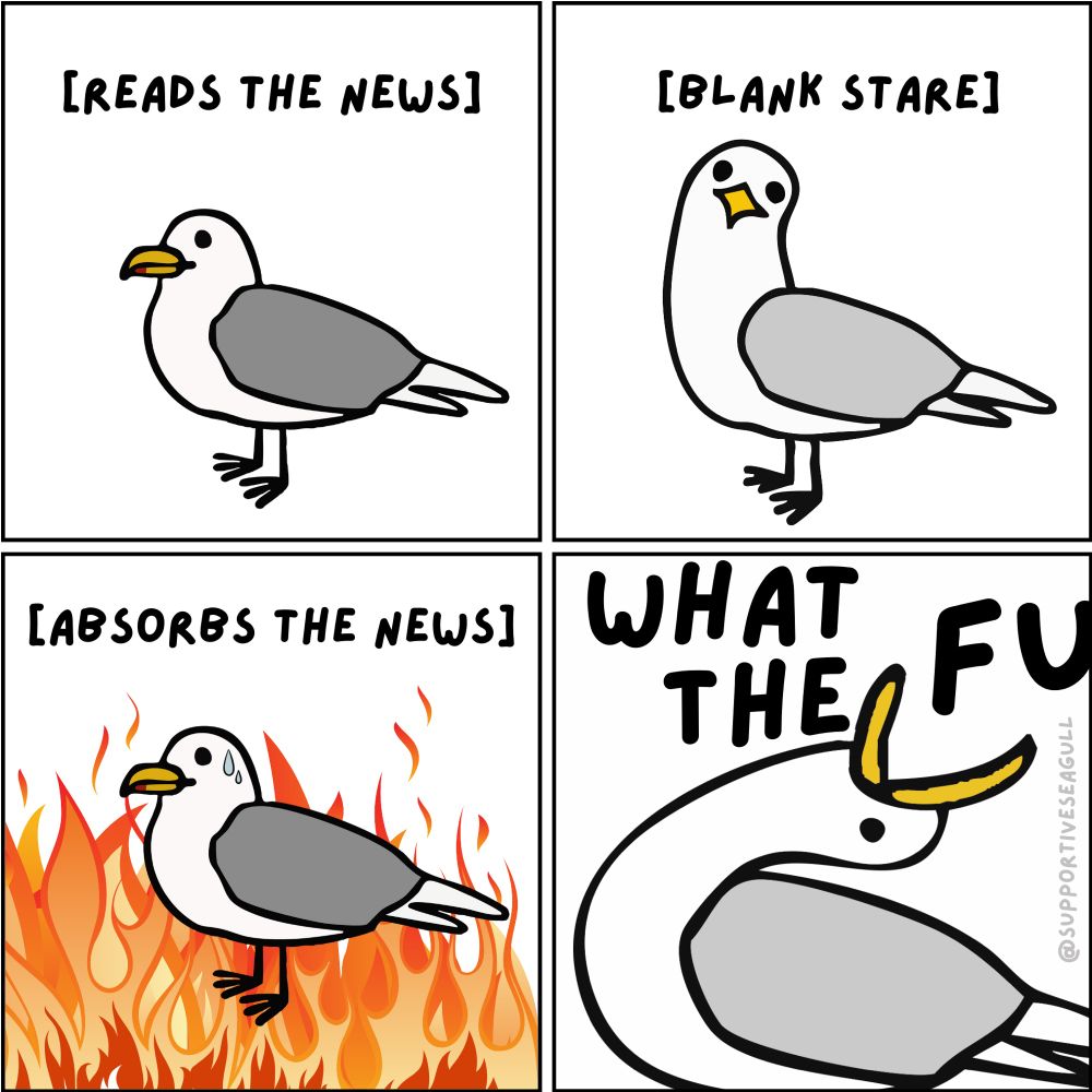 Four pane comic with a seagull. In the first pane, it says “[reads the news] over the gull’s head. In the second, the seagull looks at the viewer and the caption says [blank stare]. In the third panel, there are flames under the gull’s feet and it’s starting to sweat. The caption says “[absorbs the news]. In the fourth panel, the gull has its head titled back, beak very wide, and it’s screaming WHAT THE FUUUUU