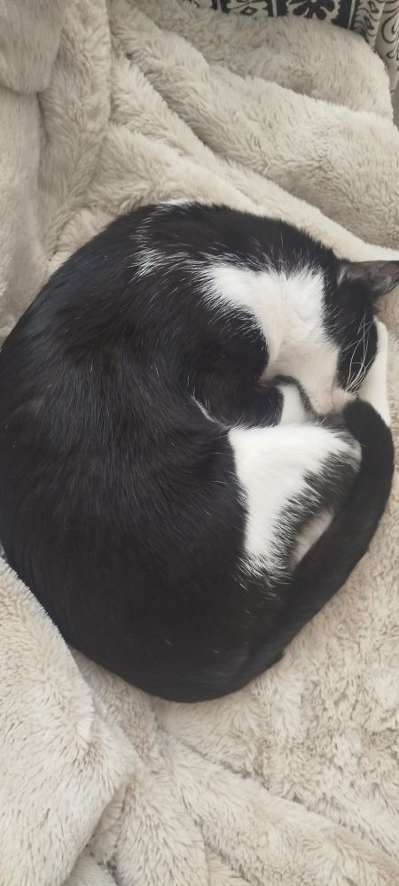 Gato blanco y negro durmiendo haciendo una bola