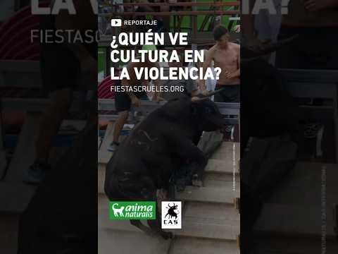 🔴 📹 NUEVO REPORTAJE | Sacamos a la luz el abuso a las vaquillas en Sant Jaume d' Enveja 2025