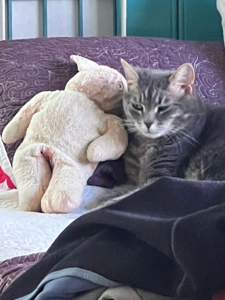A cat lies next to an ancient stuffed animal and side-eyes the photographer