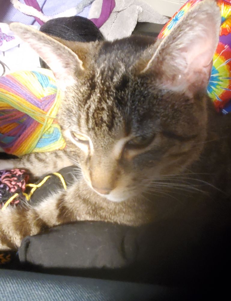 Eva, a brown tabby cat with white parts not visible in the photo, glares at the camera.