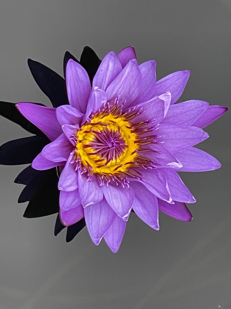 Bright purple waterlily with multiple petals, a yellow ring in inside, and purple stamens clustered in the center and spread out. The back ground has a black shadow on dark grey water.
