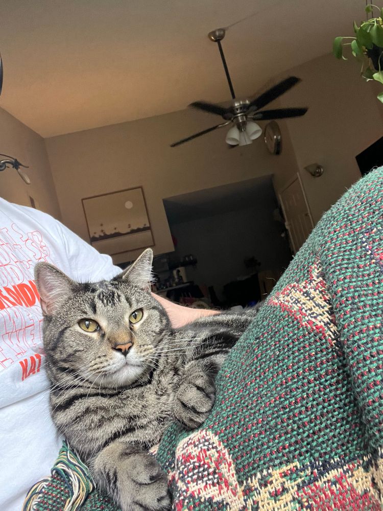 An American shorthair cat rests on his human papa’s lap, which is covered by a knit throw blanket. 