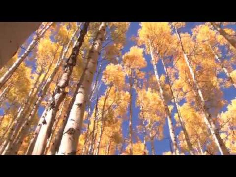 A Walk Through the Leaves- Jeff Pearce