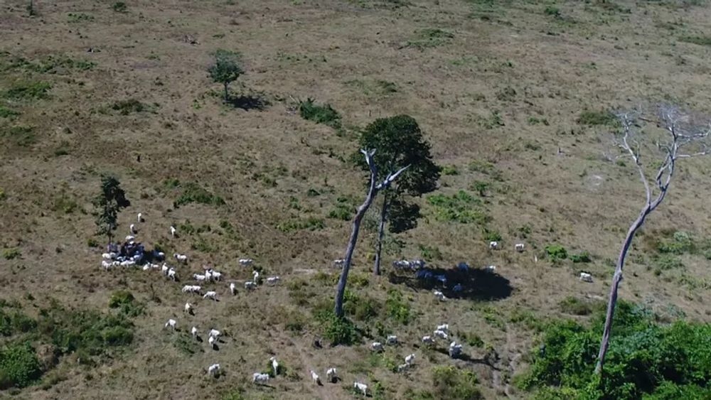 Onde há fumaça, há boi: estados líderes na pecuária concentram mais incêndios