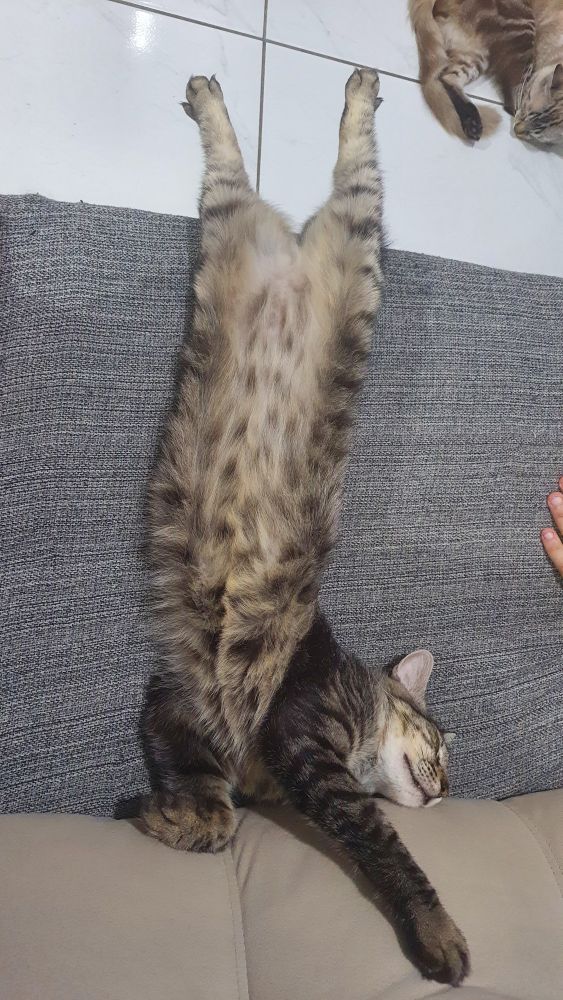 Gato rajado deitado de barriga para cima em cima de um sofá com uma manta cinza