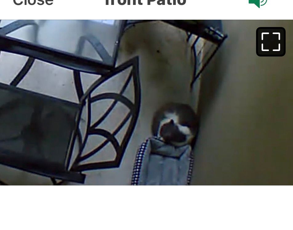 Cat half way sleeping on a cat bed on a patio 