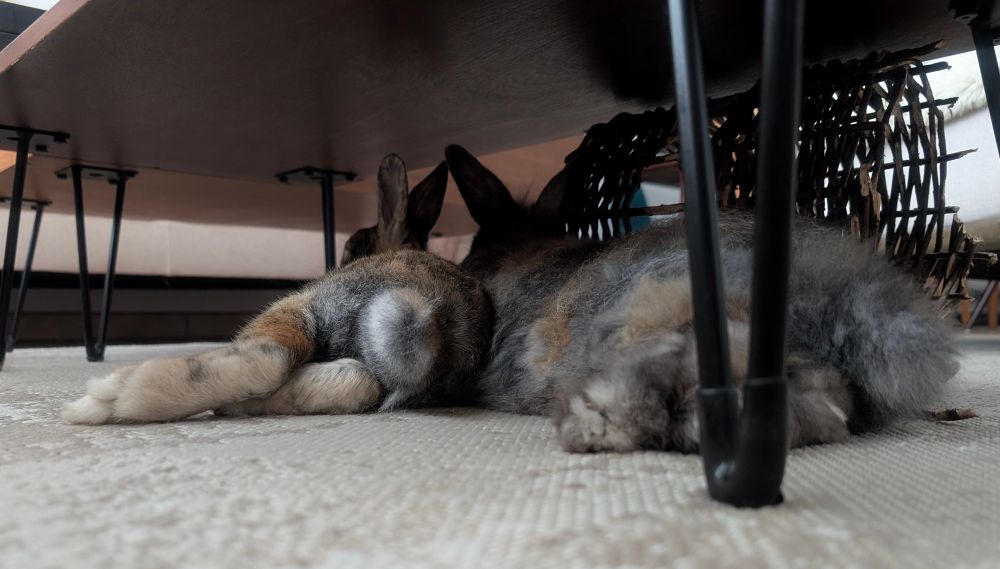 Two rabbits lying down photographed from behind, showing their fluffy feet and tails. 