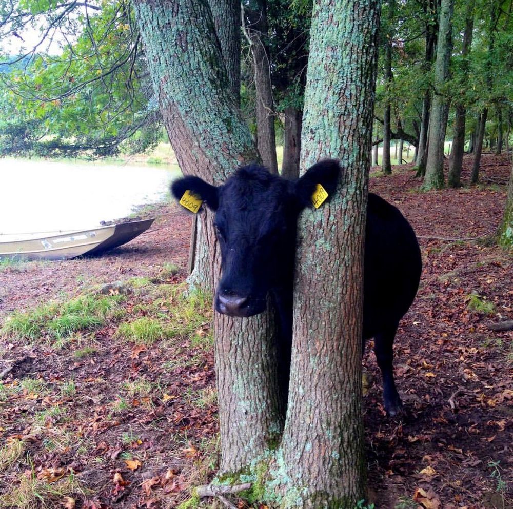 A cow with its head stuck in some trees