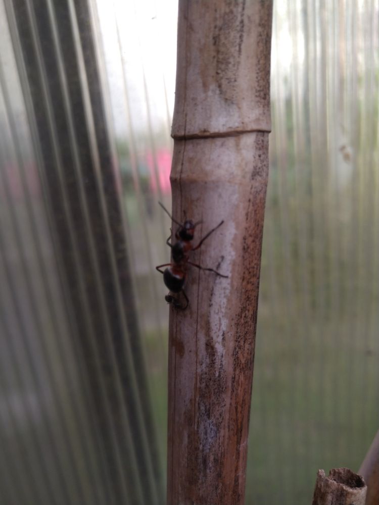 a big giant ant on a bamboo stick