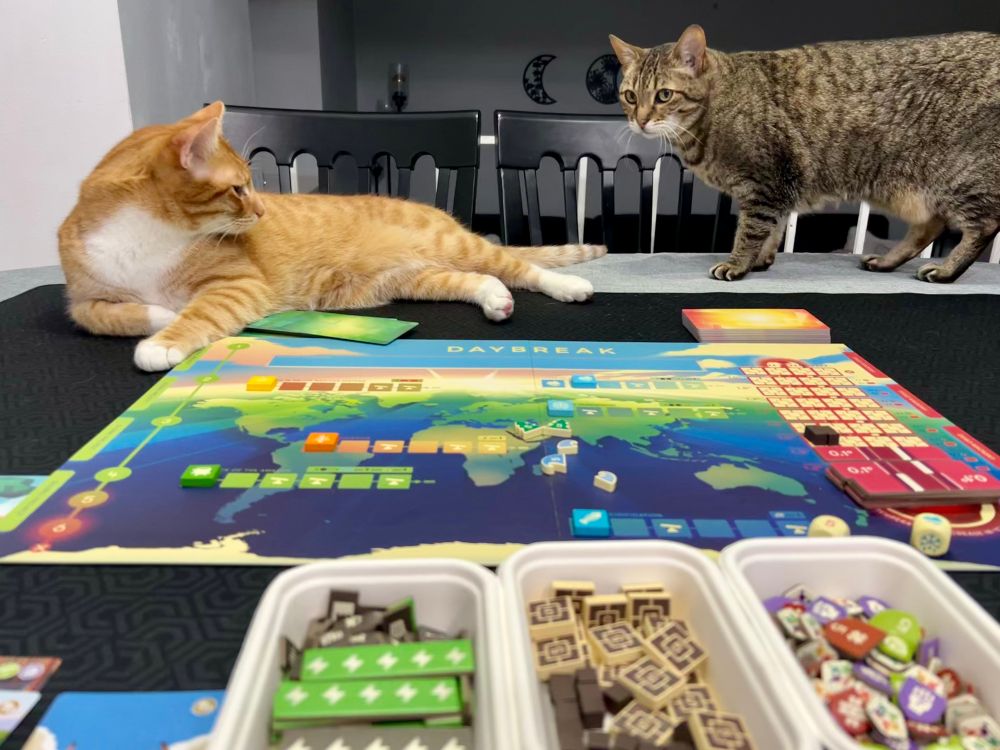 Two cats by a board game, Daybreak.