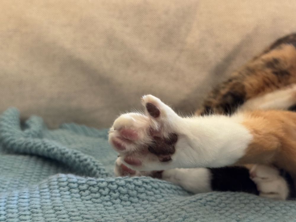 The multicolored beans of Nikita's (my cat's) splayed toes.