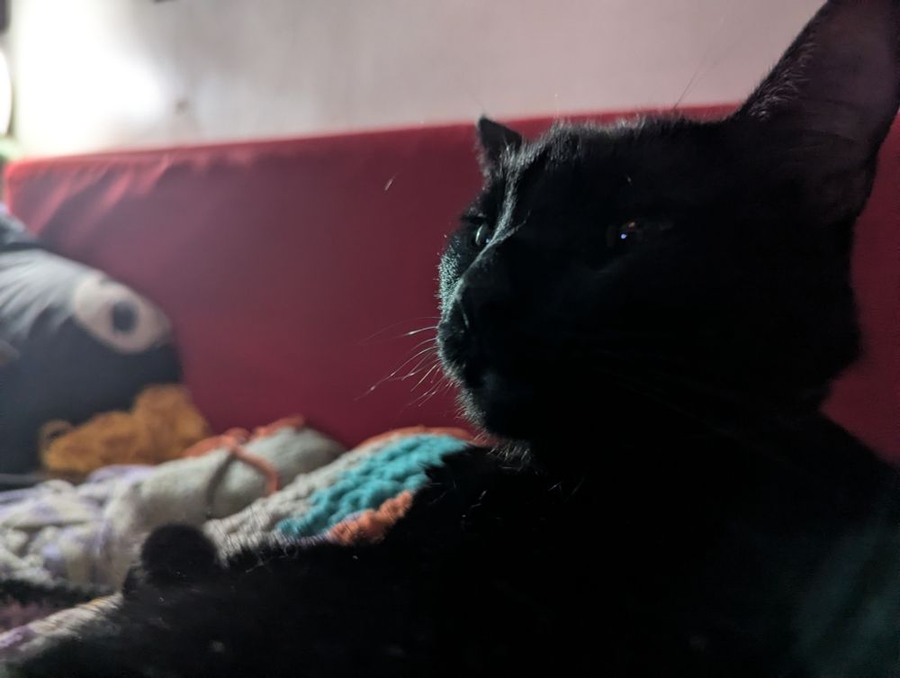 Dark close up of the face of an all black cat
