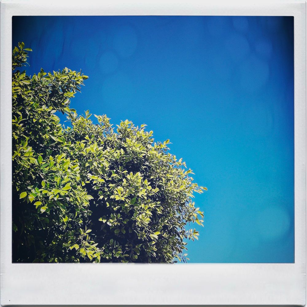 Looking up at a green tree and a blue sky