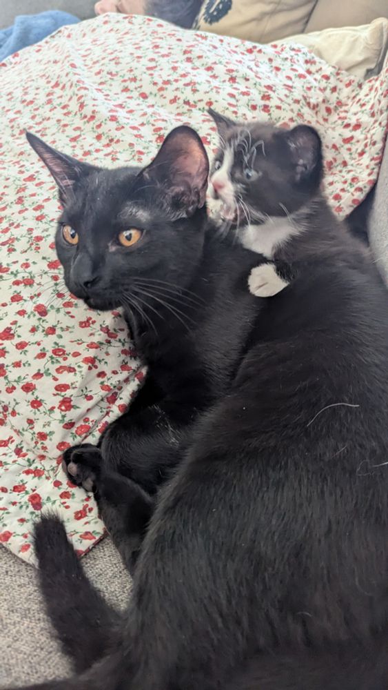 Black cat laying down, black and white kitten sneaking a bite on the other cat