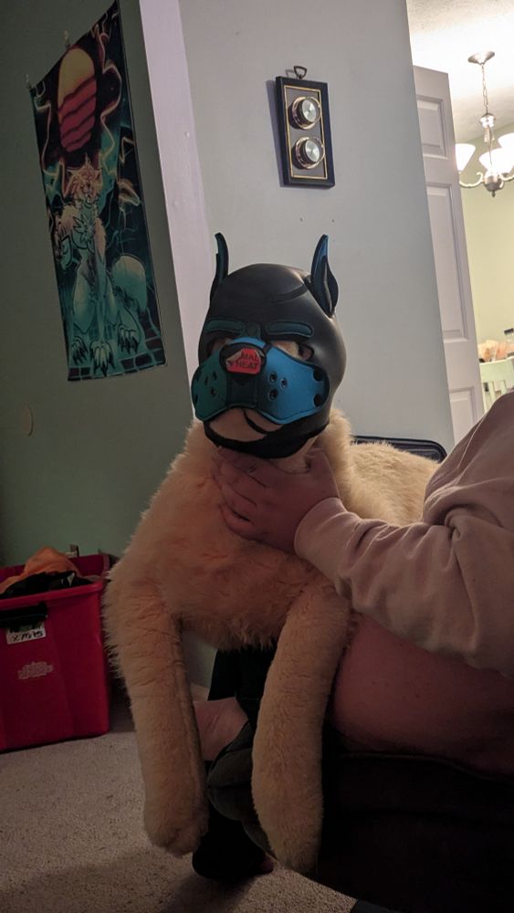 Dog plushie wearing a pup hood 