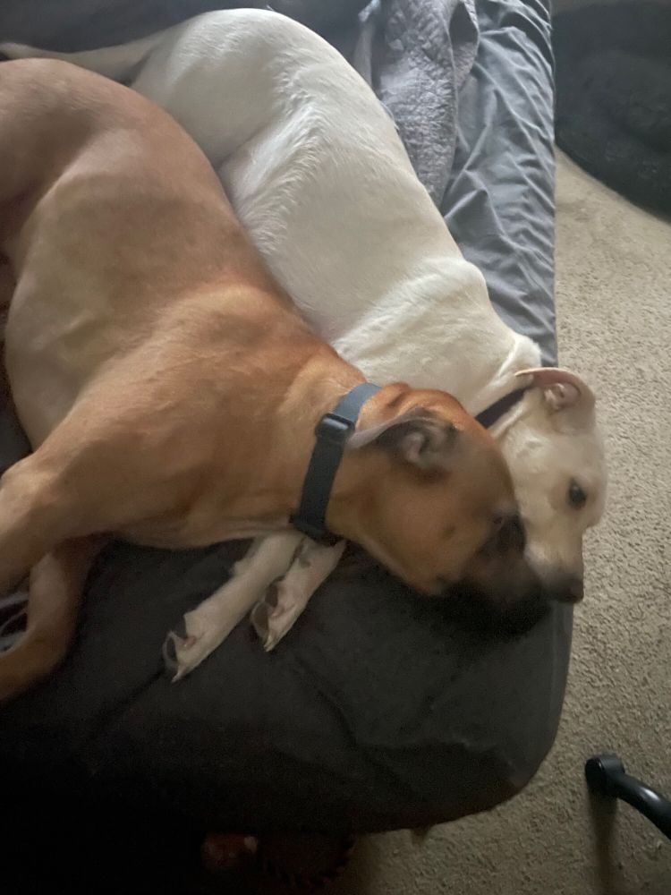 Two large dogs snuggled close, a light brown one with a black muzzle and a white one. They look very cozy and relaxed!