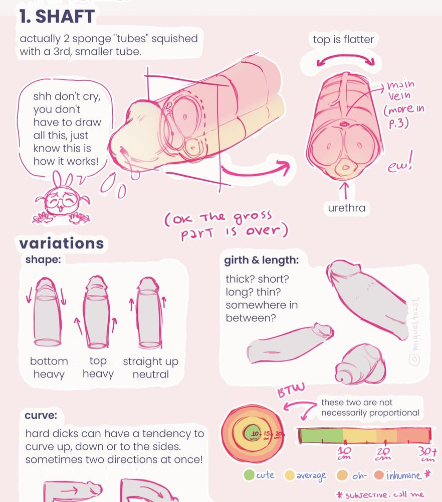 the tutorial continues with a cross-section of the shaft, and variations of shapes, girth & length, as well as a funny little reference graph for girth and length.