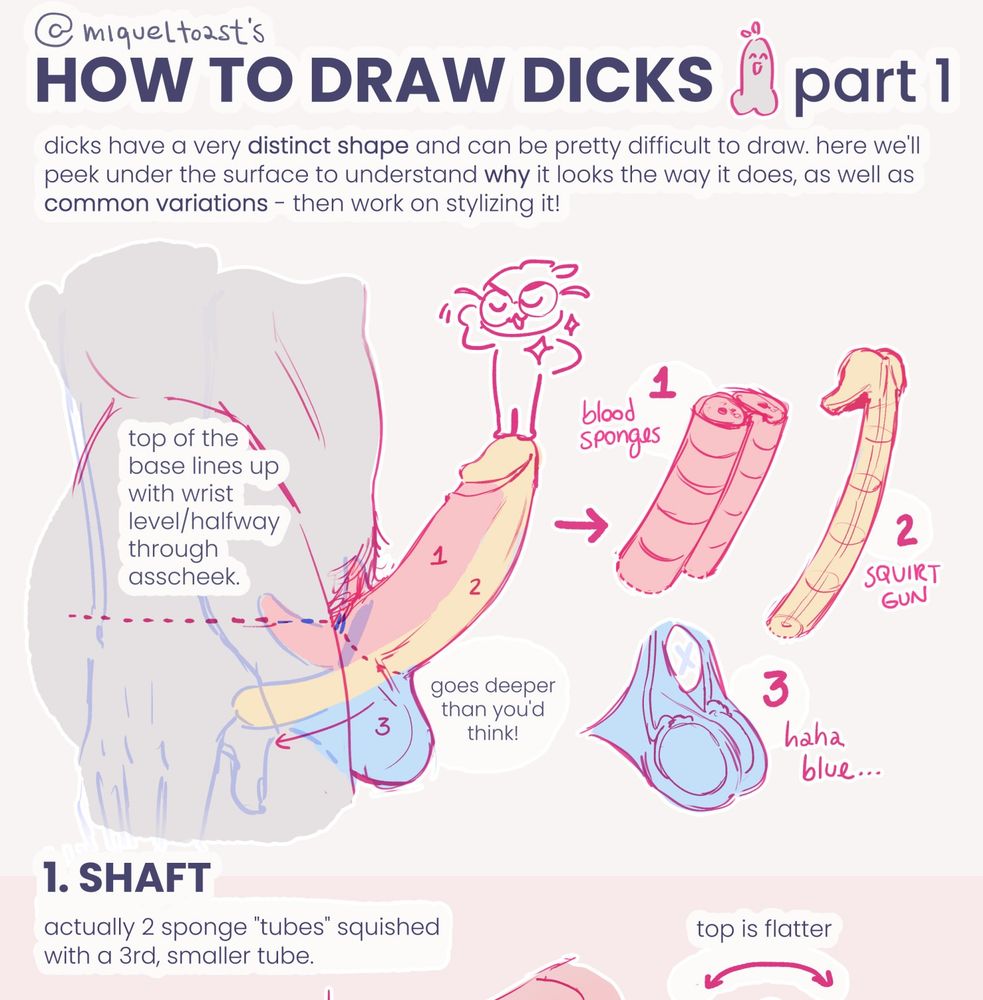 part 1 of "how to draw dicks" tutorial, showing how the penis may be separated into different parts