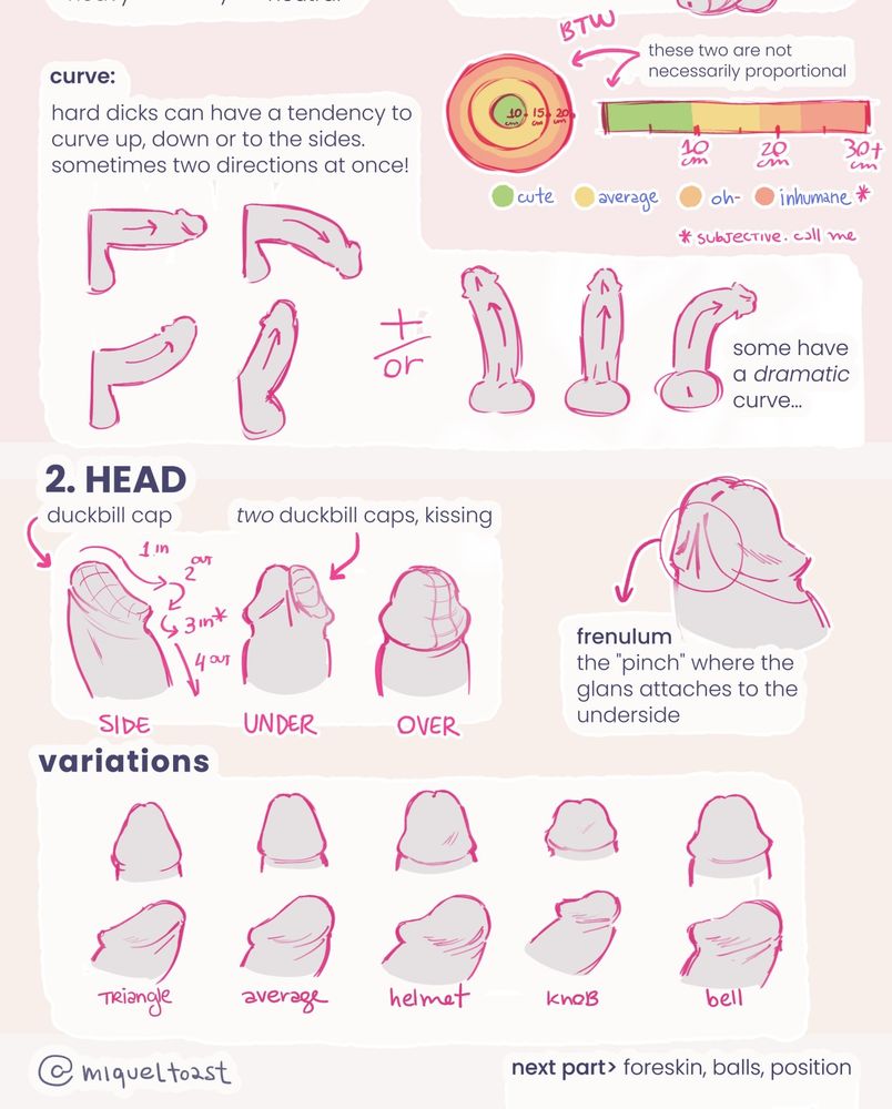 lastly, the tutorials covers directions in which cocks may curve, and the shape and variations of the glans, with a note about the frenulum.