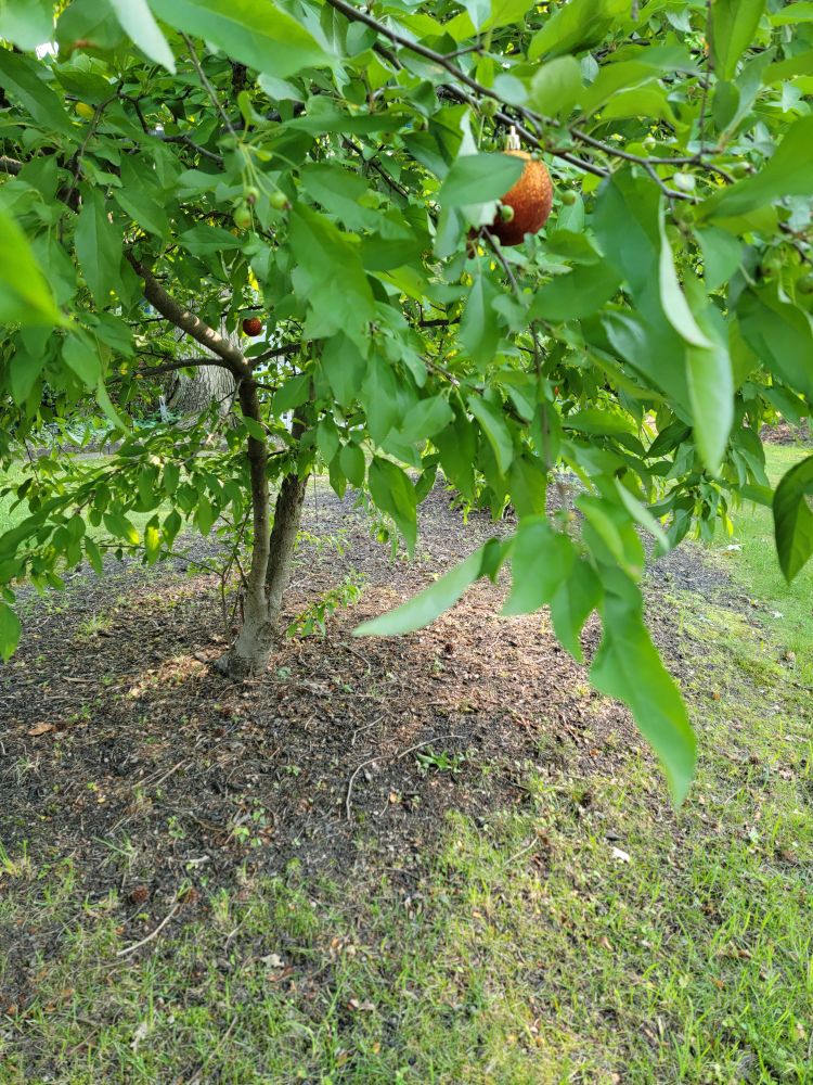 Peach- like Christmas ornaments in like a crabbale tree on a sunny spring late afternoon