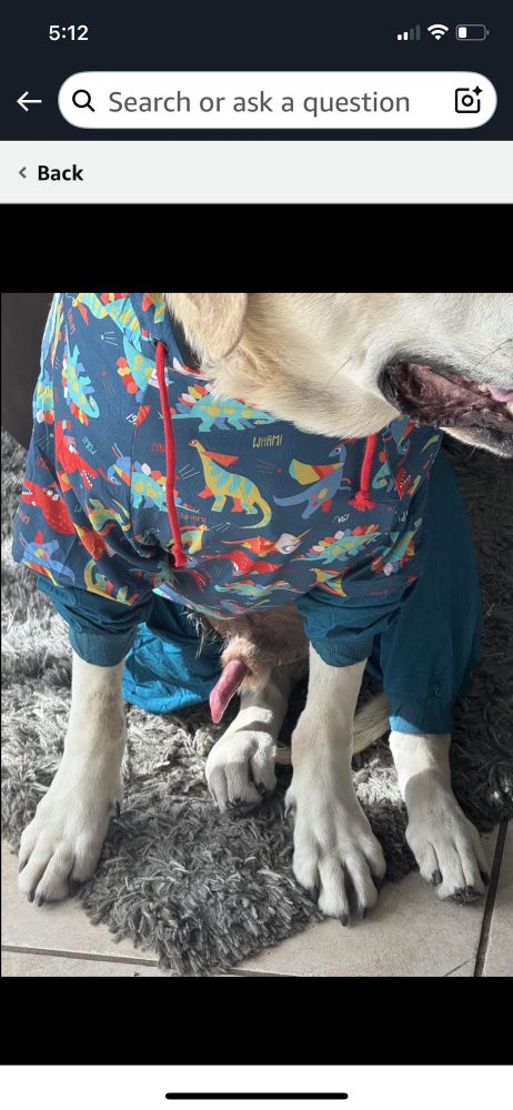 Crotch shot of a dog in pyjamas, in which his erection is clearly visible