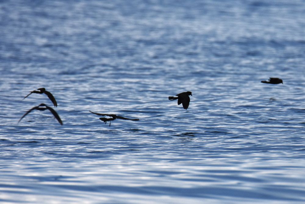 #HydrobatesPelagicus #OcellDeTempesta #Birds