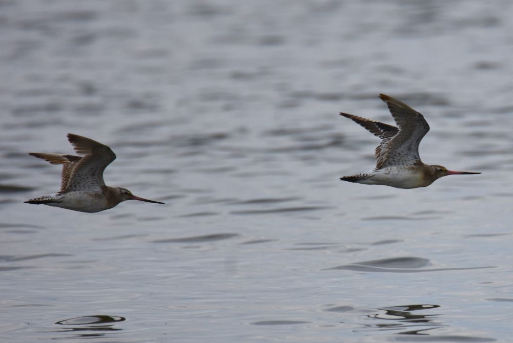 Tètols cuabarrats (Limosa lapponica) al Goleró, Delta de l'Ebre @GerardViader