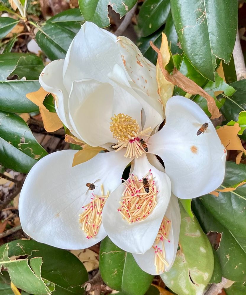 Large white magnolia on tree with four honeybees inside it collecting pollen from numerous stamens. Some of the stamens have fallen off and pooled in the petals. 