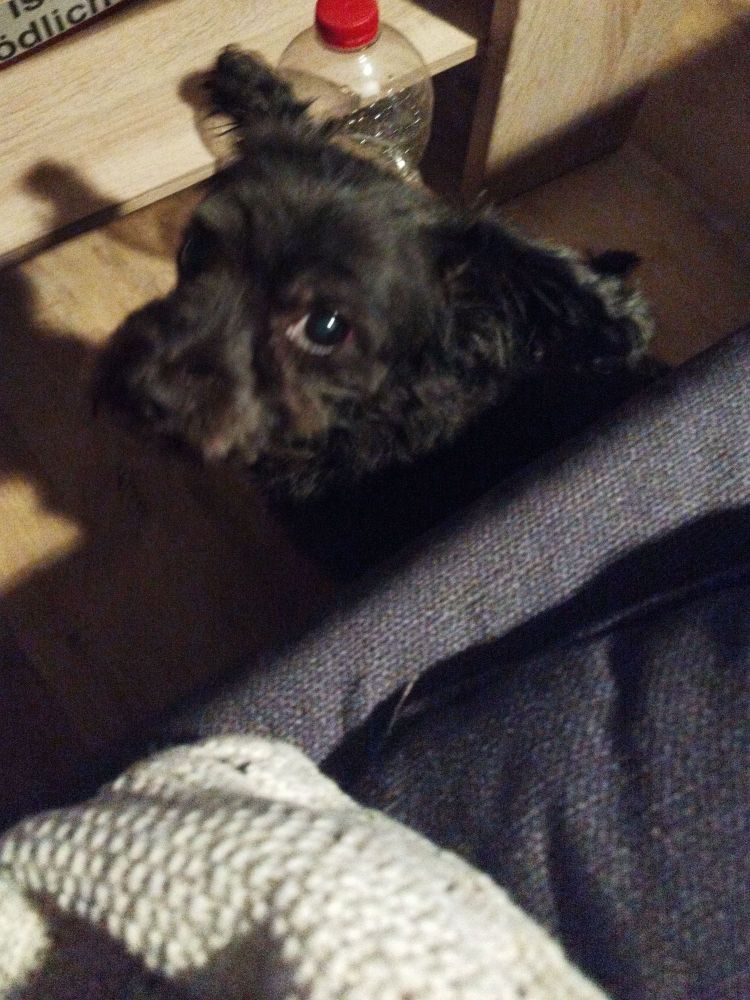 Kleiner schwarzer Hund vor der Couch, der sein Frauchen eindringlich anschaut, damit die endlich mit ihm raus geht