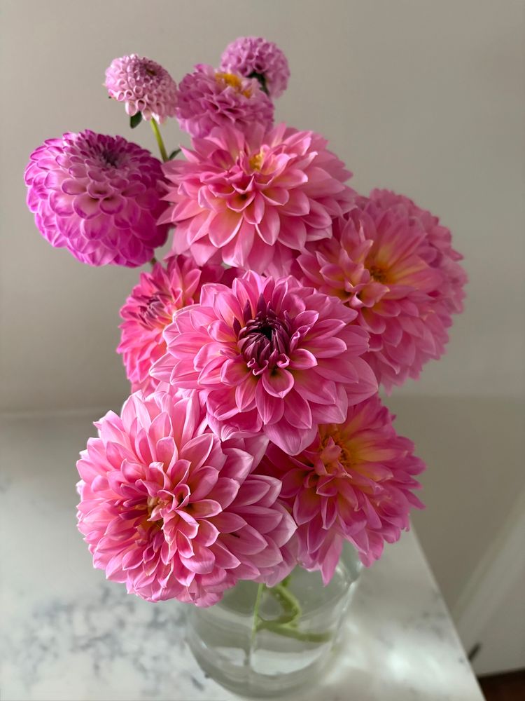 A bunch of bright pink dahlias in a clear vase