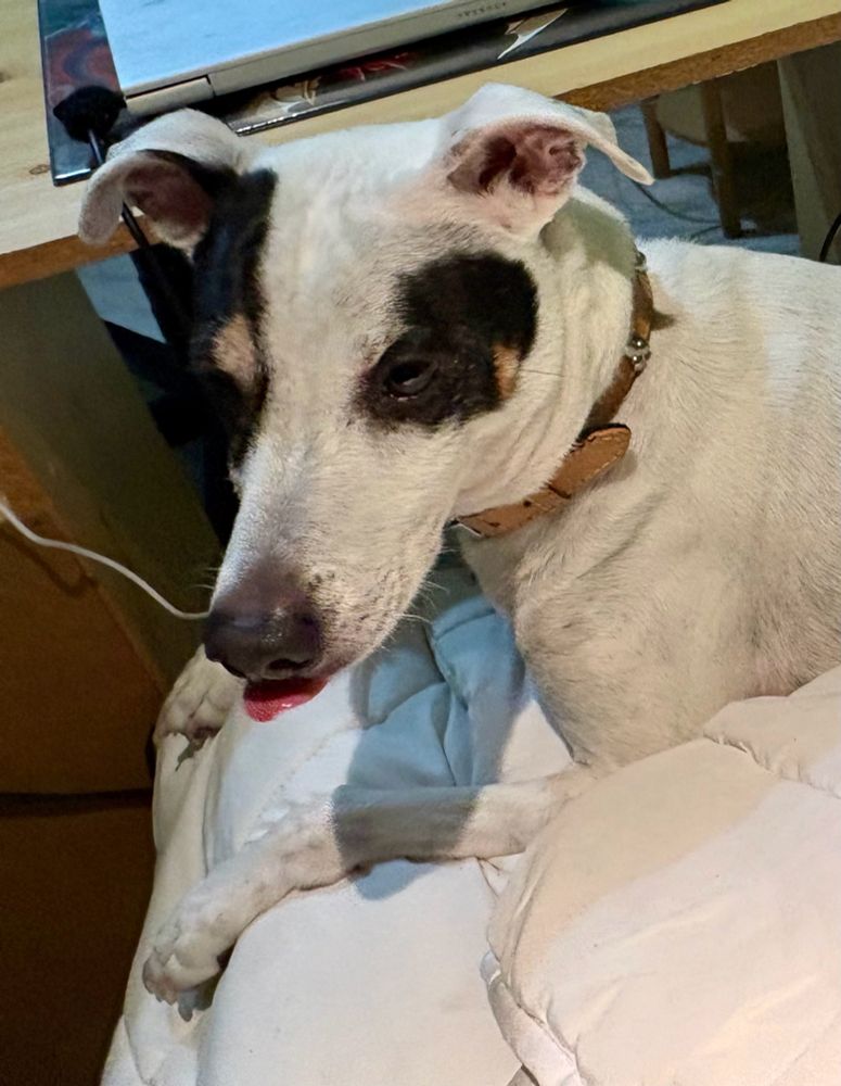 Foto de Derek: es un bodeguero andaluz, de color blanco con los ojos manchados de negro. Aparece encima de la cama sacando la lengua. 