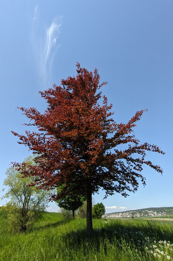 Eine Blutbuche im Sonnenlicht. Im Vordergrund eine Wiese, rechts mit abgeblühtem Löwenzahn. Am Himmel links oben im Hintergrund ein Wolkenfaden. Rechts im Hintergrund die Häuser von Müllendorf und ein hügeliger Ausläufer des Leithagebirges. 