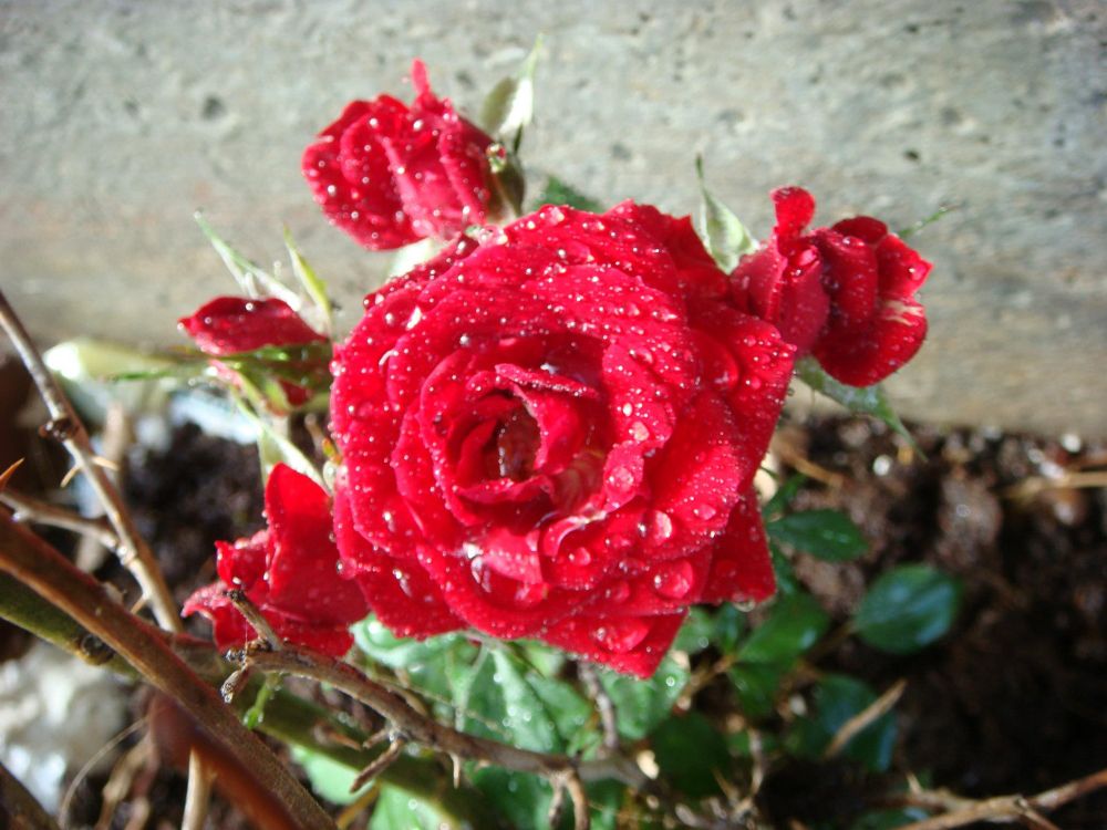 Comment image