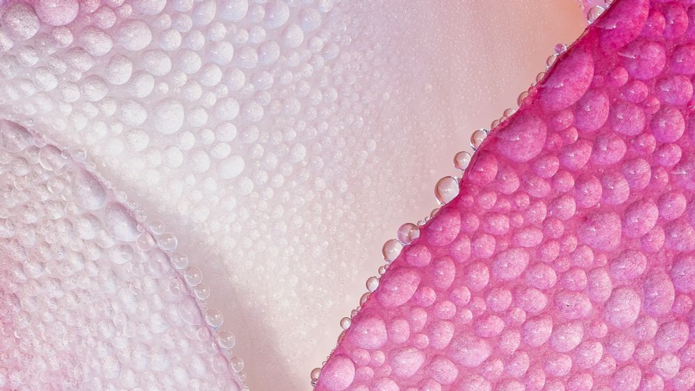 Ausschnitt aus Rosenmakro mit wasserbenetzten Blütenblättern.