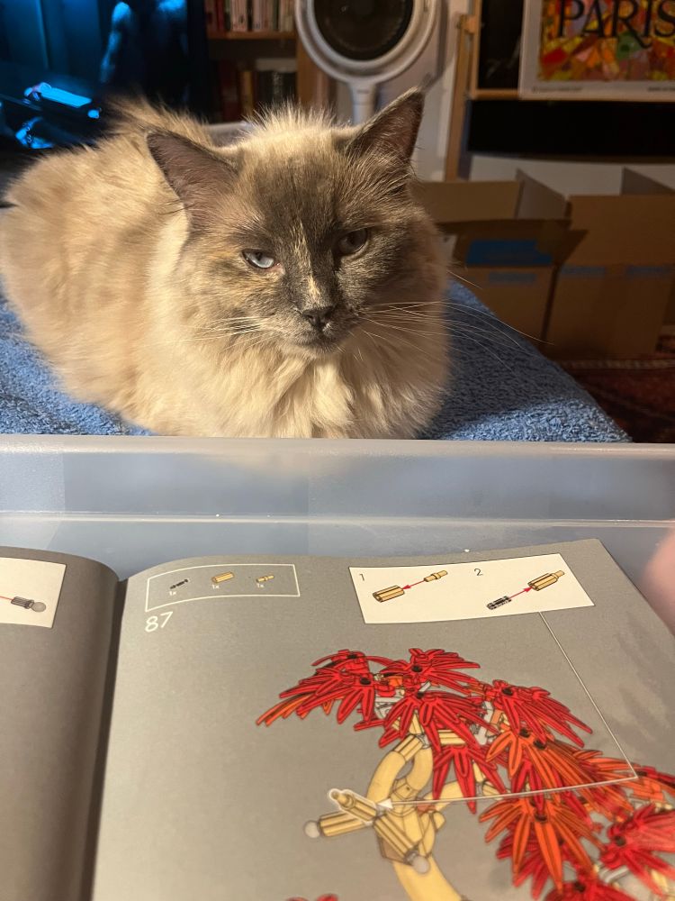 Small fluffy cat is not impressed by Lego building skills