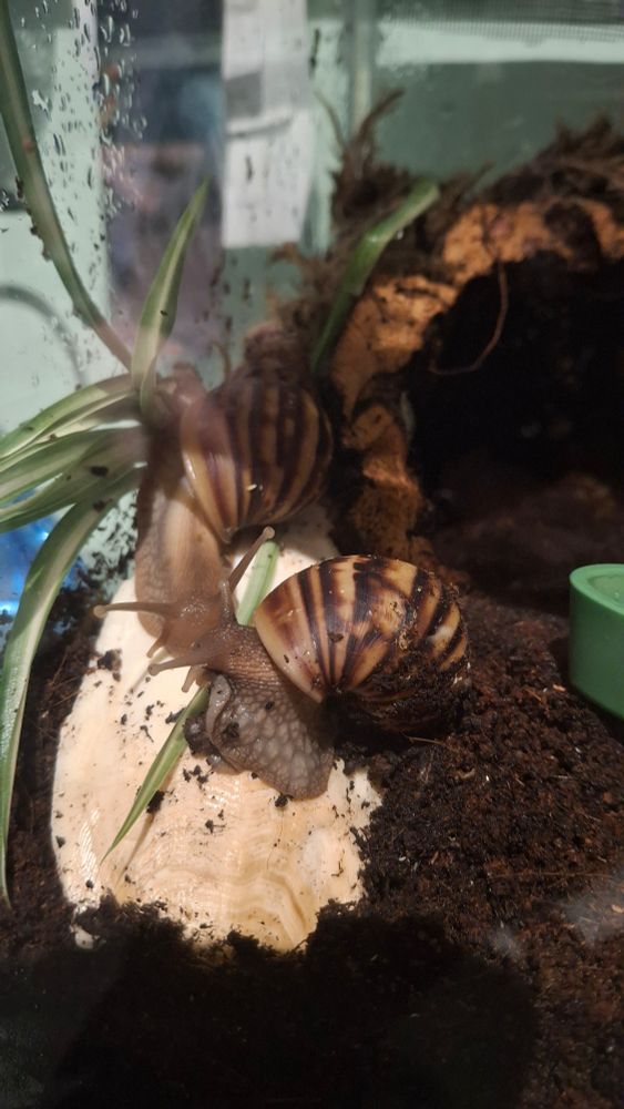 Two giant african snails enjoying cuttlefish bone