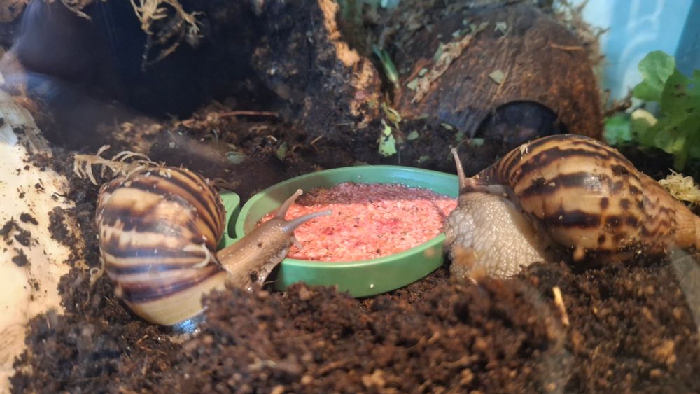 Two giant african land snails enjoying a pink coloured snail food mix.