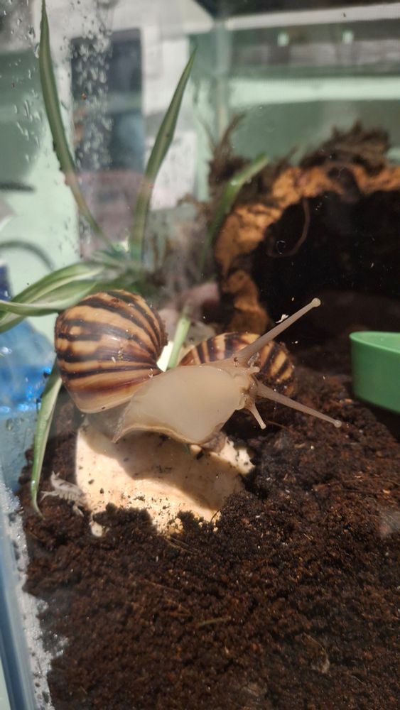 A giant african land snail 