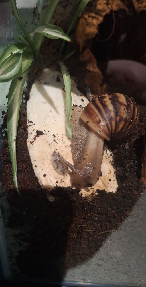 Giant african land snail eating cuttlefish bone with a dairy cow woodlouse pal