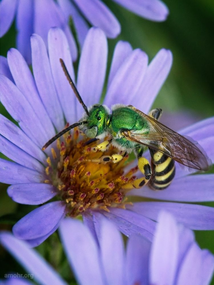A metallic emerald-green sweat bee (Agapostemon sp.) forages on a Douglas Aster flower with pale purple petals and a yellow orange center. The bee's abdomen and legs are striped black and yellow.