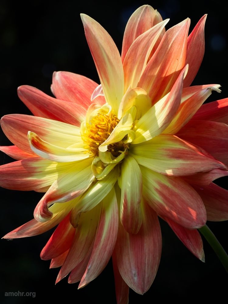 A dahlia flower catches a sun ray in an otherwise shaded garden. Its petals are streaks of yellow, orange, pink and red.