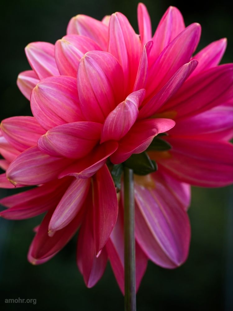 A close shot of a purplish pink dahlia flower from behind. Its many petals are vibrant colored shells, lit by soft white light in a shaded garden. Its stout green stem - the infrastructure that supports the whole show is visible yet as understated as possible.