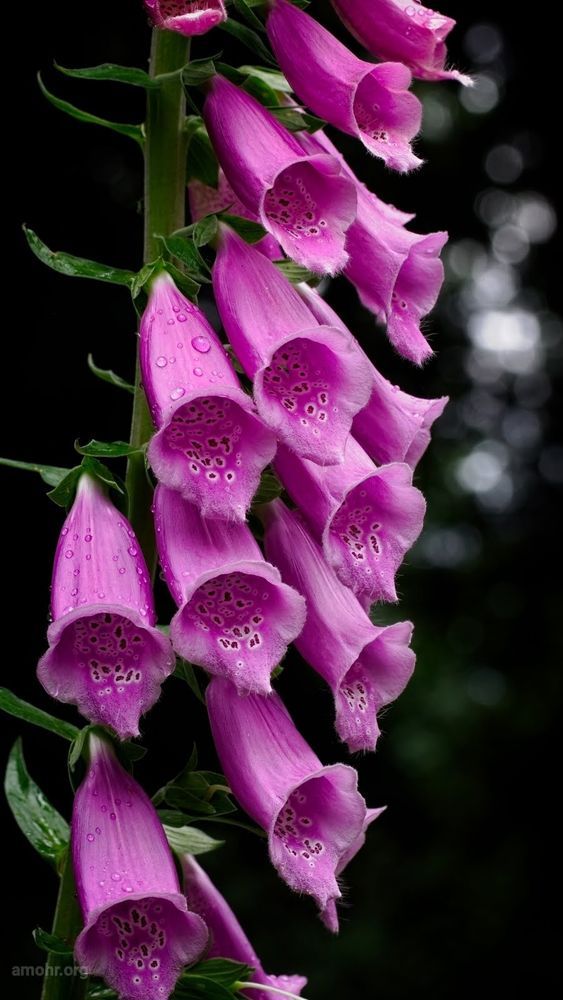 The title is a play on the scientific name for foxglove, 'digitalis'. So named since the long tubular flowers are perfectly sized and shaped for human fingers to fit inside. This is purple foxglove, speckled with raindrops, and freckled on the interior, against a black forest backdrop except for a narrow band of Cascadian gray sky perforating the trees at the right.