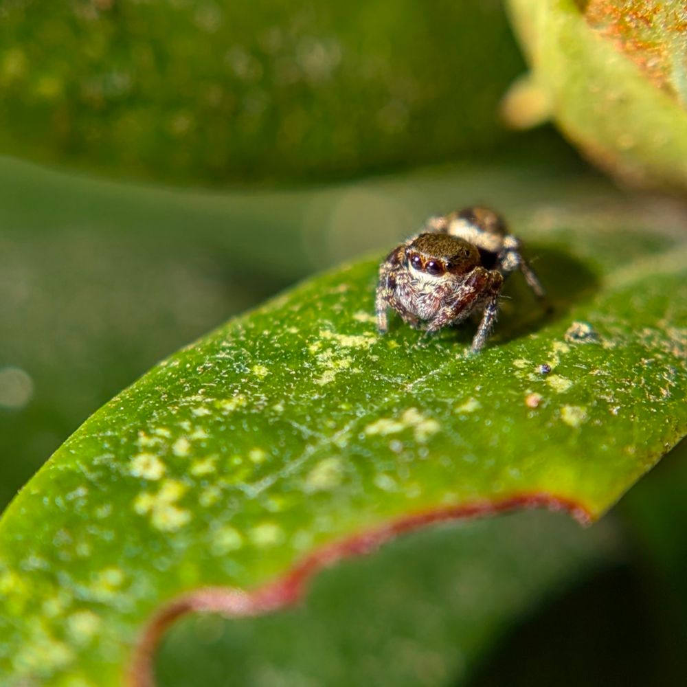 A tiny, fuzzy brown and white jumping spider sits on a green rhododendron leaf and looks out at the world around it.